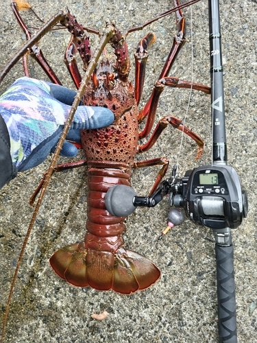 イセエビの釣果