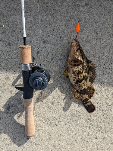 タケノコメバルの釣果