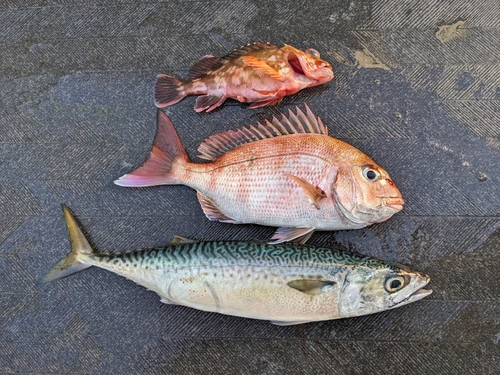 マダイの釣果