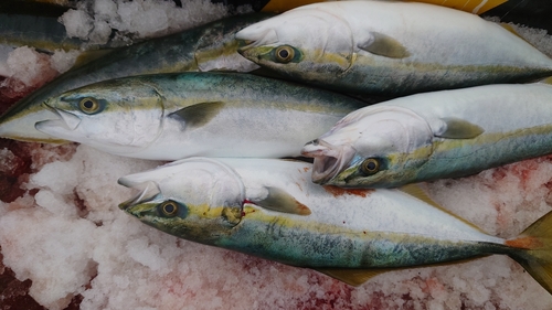 ハマチの釣果