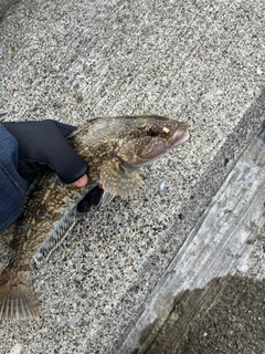 アイナメの釣果