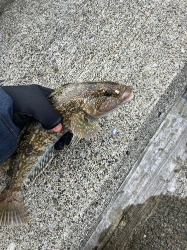 アイナメの釣果