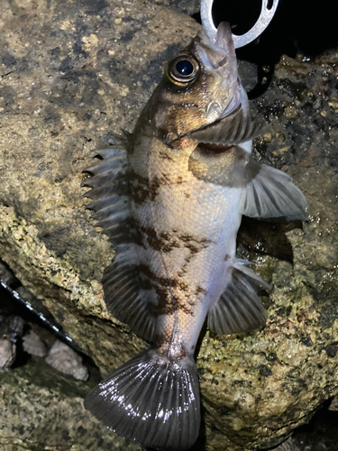 メバルの釣果