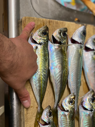 アジの釣果