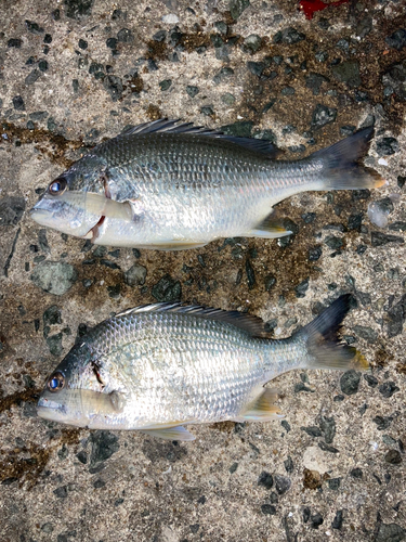 ウッカリカサゴの釣果