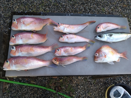 アマダイの釣果