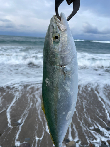 フクラギの釣果