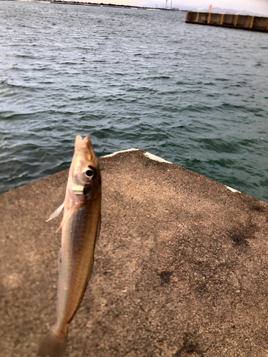 キスの釣果