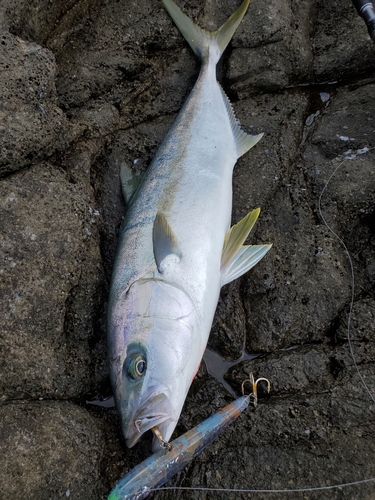 ヒラマサの釣果