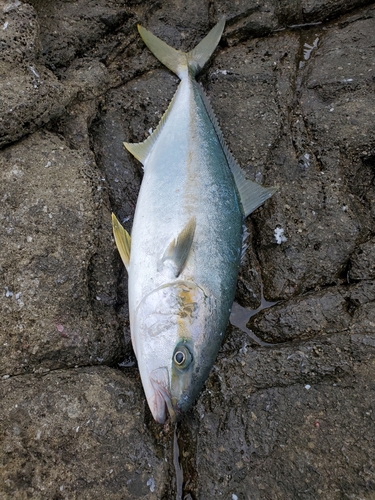 ヒラマサの釣果