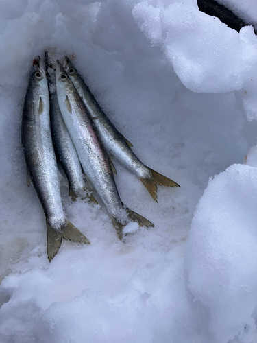 カマスの釣果