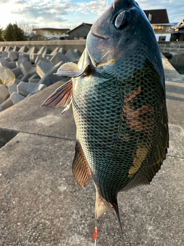 メジナの釣果