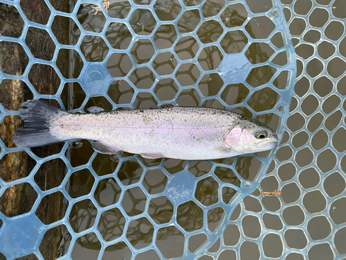 ニジマスの釣果