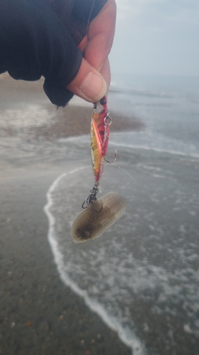 シタビラメの釣果