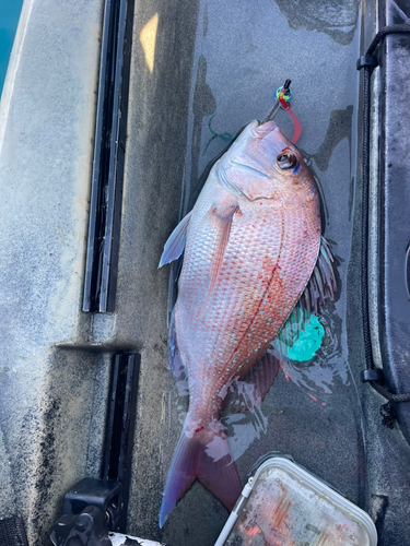 マダイの釣果