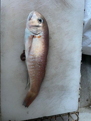 シロアマダイの釣果