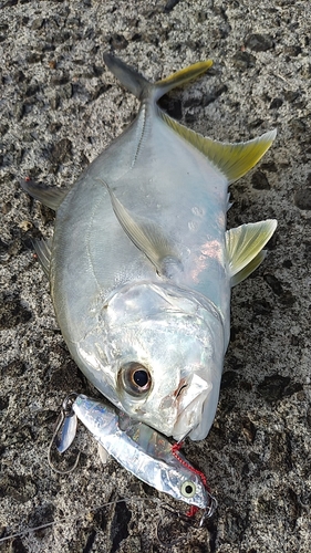 メッキの釣果