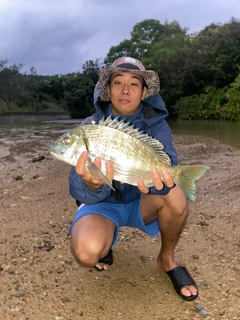 ミナミクロダイの釣果