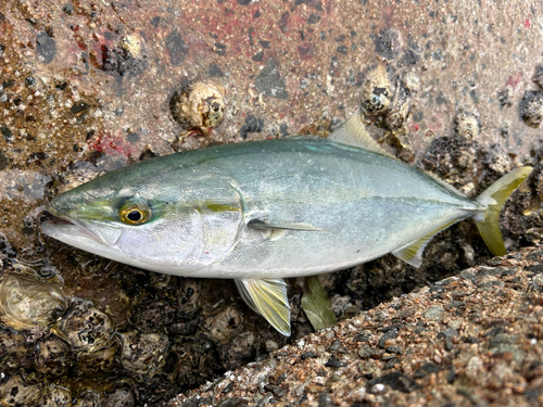 ハマチの釣果