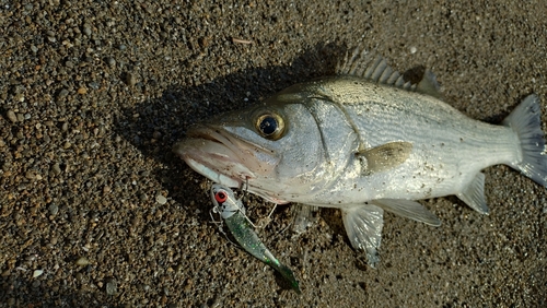 セイゴ（ヒラスズキ）の釣果