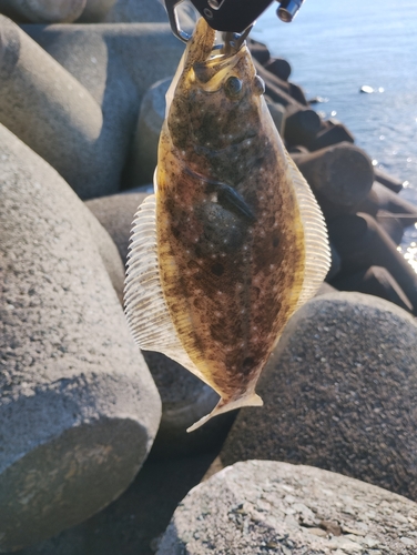 ヒラメの釣果