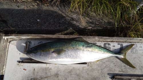 ブリの釣果