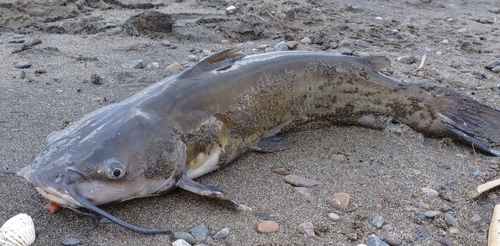 アメリカナマズの釣果