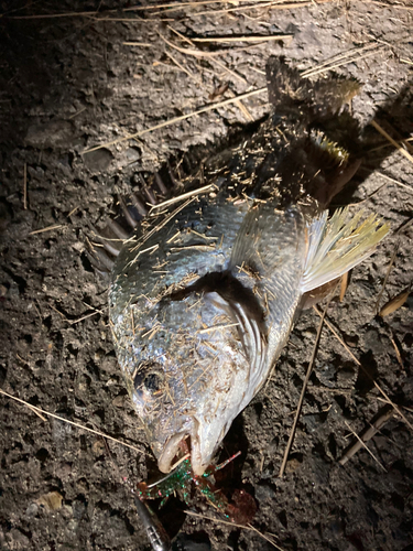 キビレの釣果