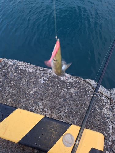 カマスの釣果