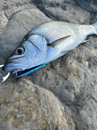 ヒラスズキの釣果