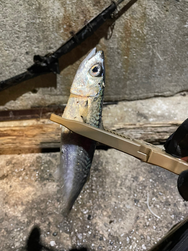 マサバの釣果