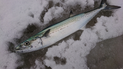 サゴシの釣果