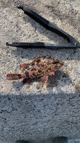 カサゴの釣果