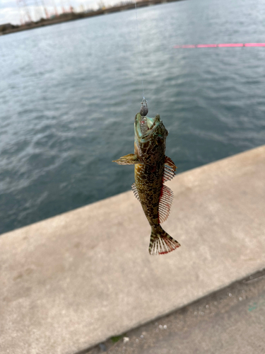 アナハゼの釣果