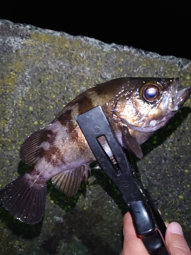 メバルの釣果