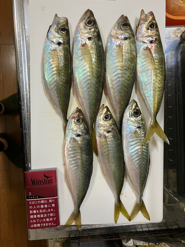 アジの釣果