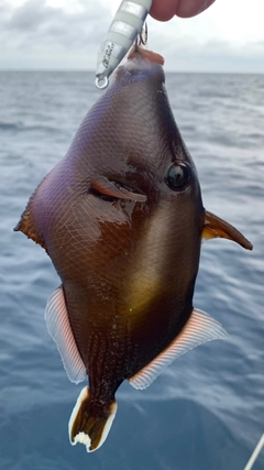 ツマジロモンガラの釣果