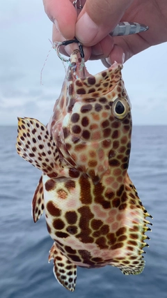 イシミーバイの釣果