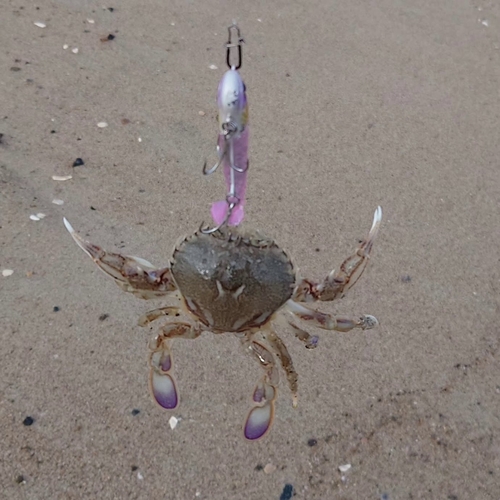 ヒラツメガニの釣果