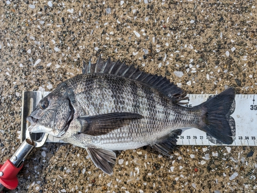 クロダイの釣果