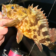 ガシラの釣果