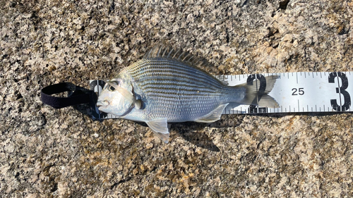 ヘダイの釣果