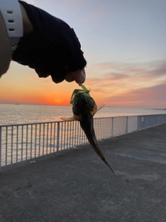 アナハゼの釣果