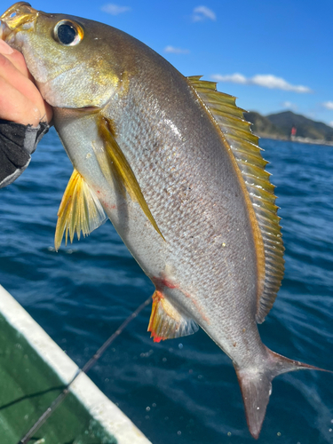 イサキの釣果