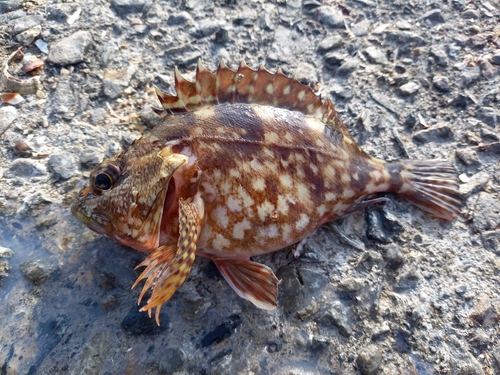 ガシラの釣果