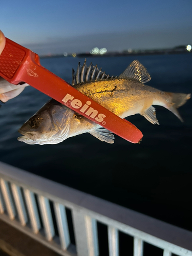 セイゴ（ヒラスズキ）の釣果