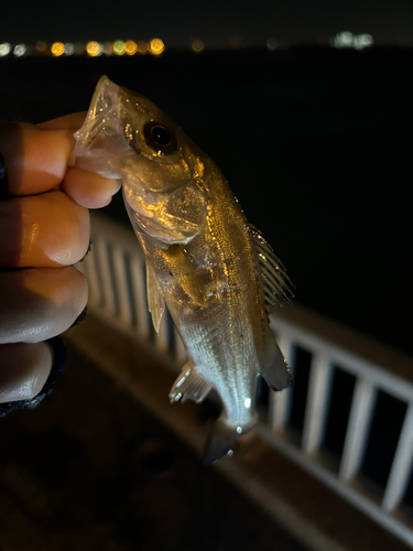 セイゴ（ヒラスズキ）の釣果