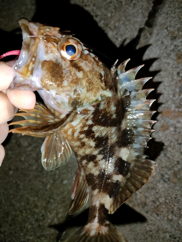 メバルの釣果