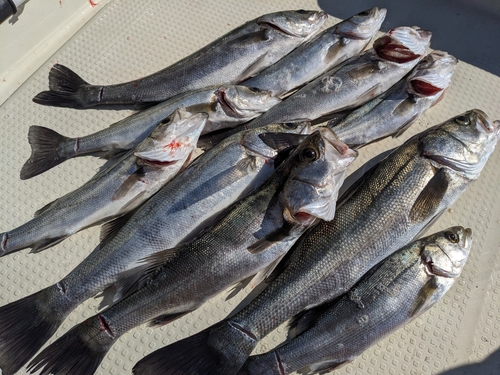 シーバスの釣果