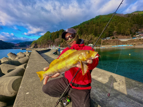 アイナメの釣果